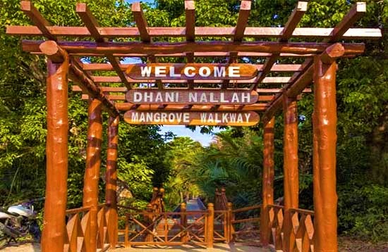 Dhani Nallah Mangroove Walkway