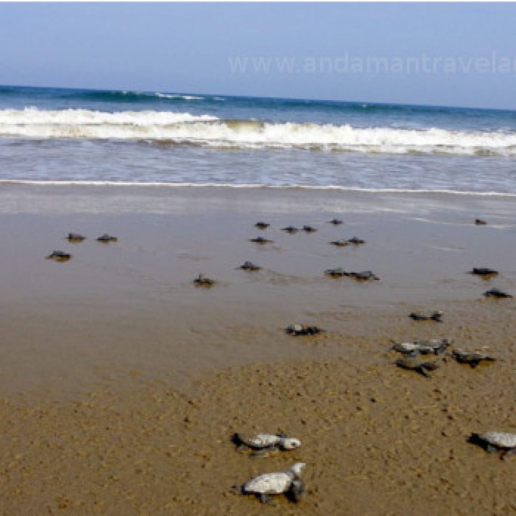 kalipur-beach1