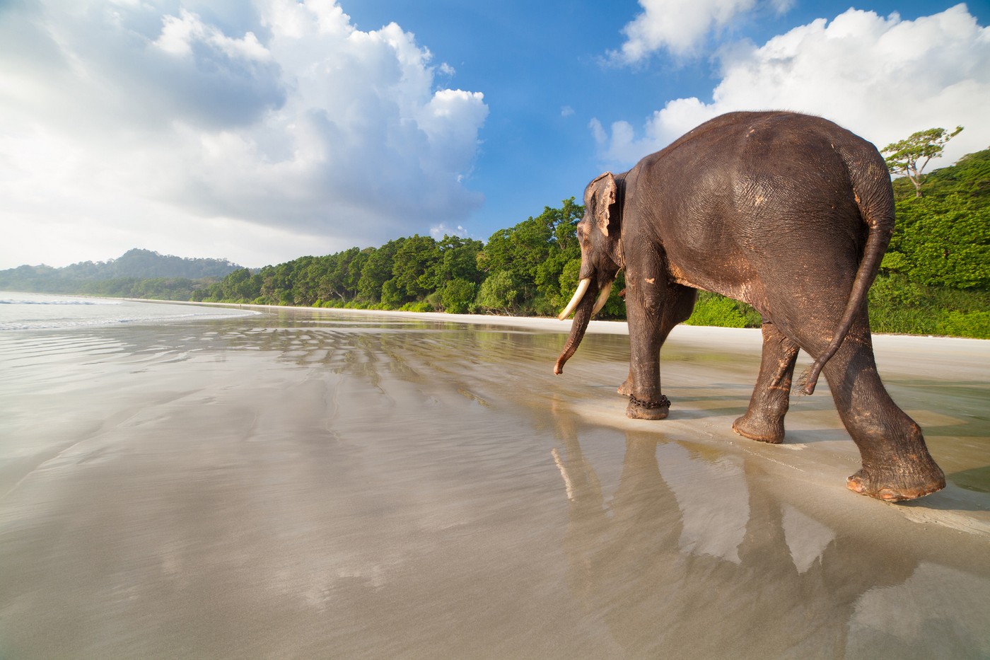 Elephant Beach